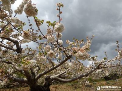 Cerezos flor_Valle del Jerte;altube cervera de buitrago rio jarama sierra cantabria